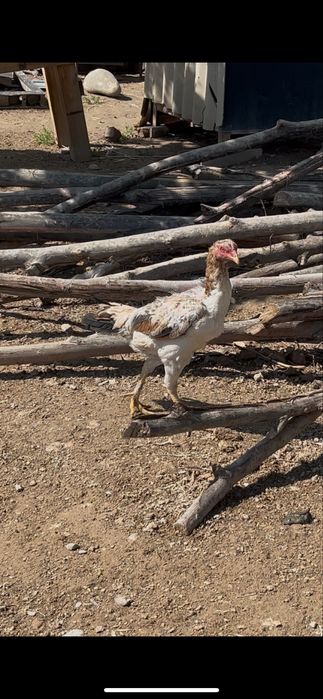 3 дакан мекен сатылады.