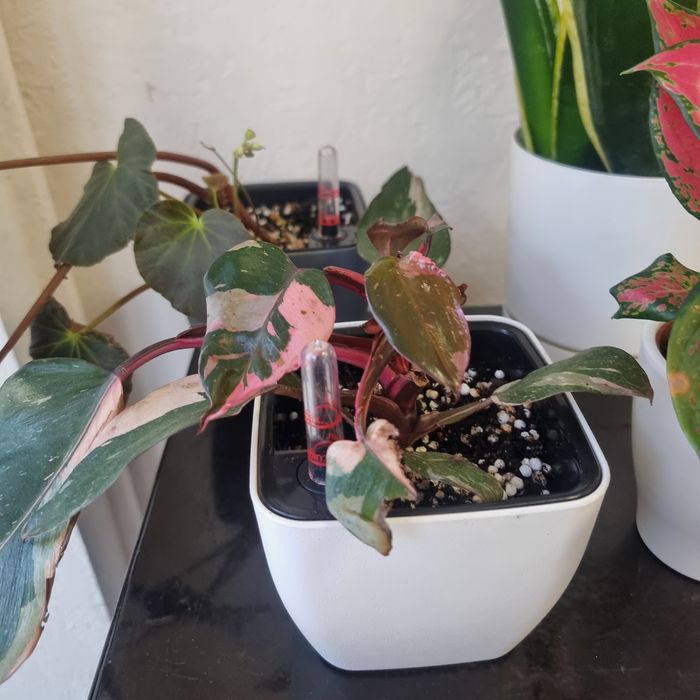 Филодендрон розовая принцесса