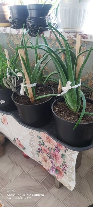 Лечебный  алое  вера