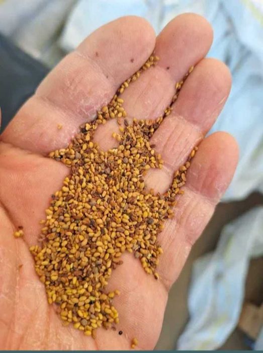 Люцерново семе люцерна семена