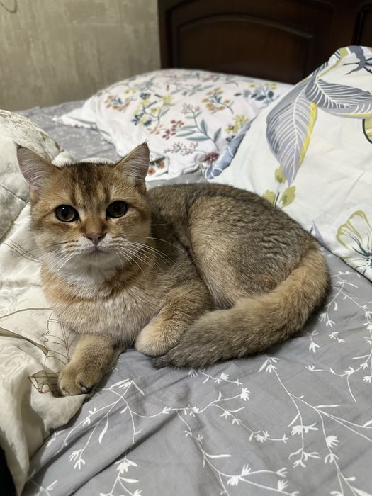 Продается кот золотая шиншилла