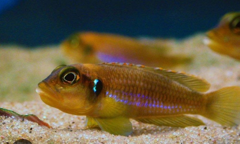 Лампрологус оцелатус голд