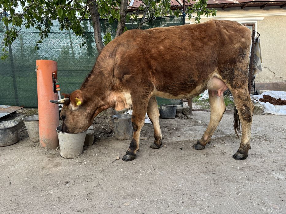 Vaca  baltata romaneasca