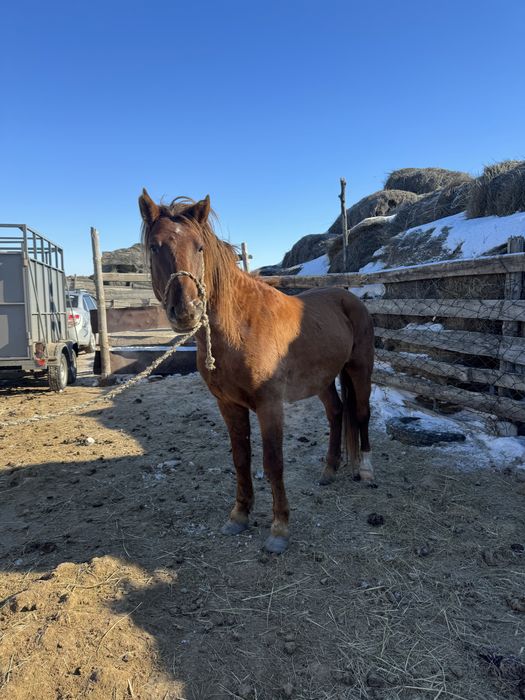 Қостанай тұқымды айғыр.