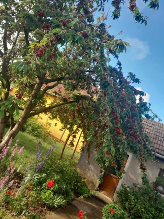 Cireșe mari și dulci bio din grădină proprie - Sacueni, Bihor