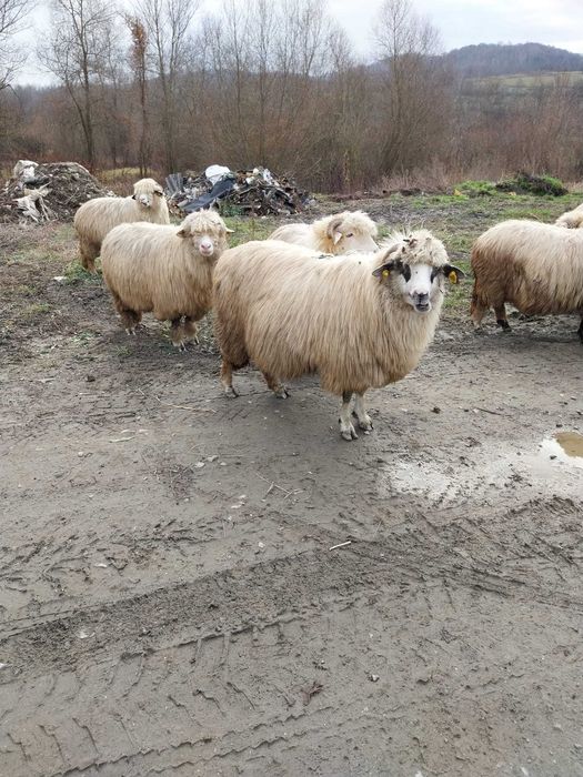 Vand sau schimb pe juninci baltate!