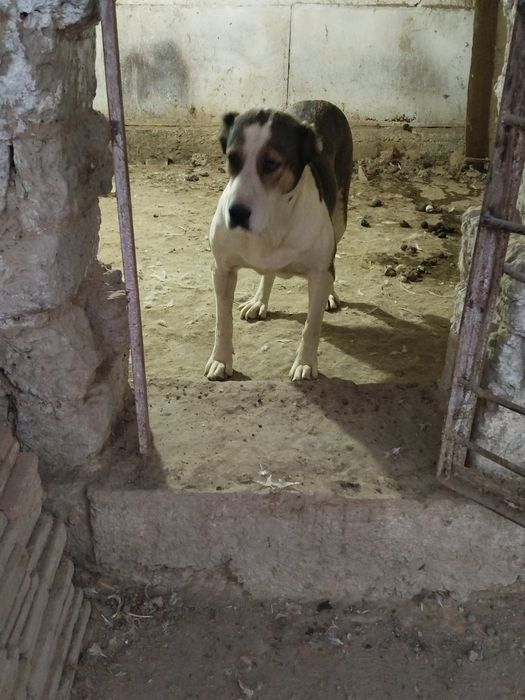 Urgochi alabay sotiladi malchik linya