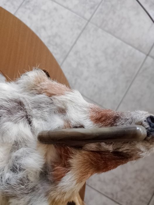 Лисича дамска яка