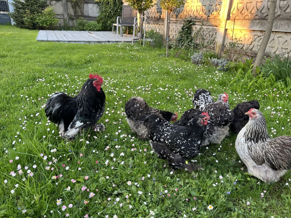 Vand gaini cochinchina pitic