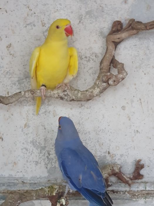 Продавам папагали