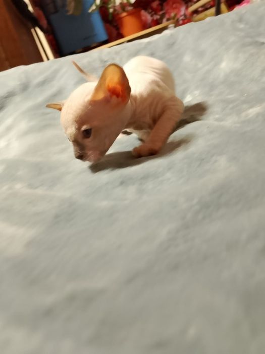 Бронь резерв сфинкс