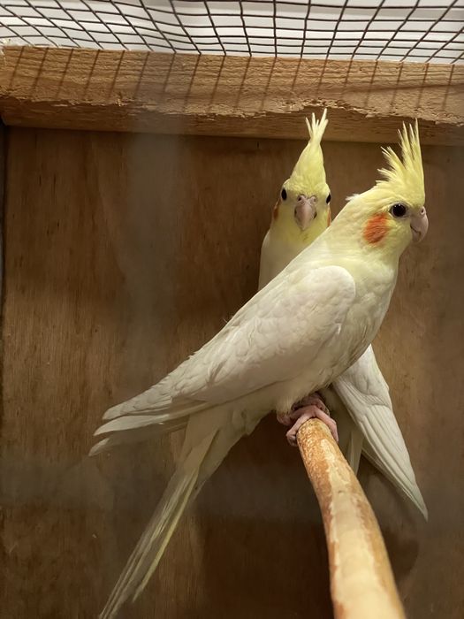 Продаются Кареллы 3 месяца. Крупные.