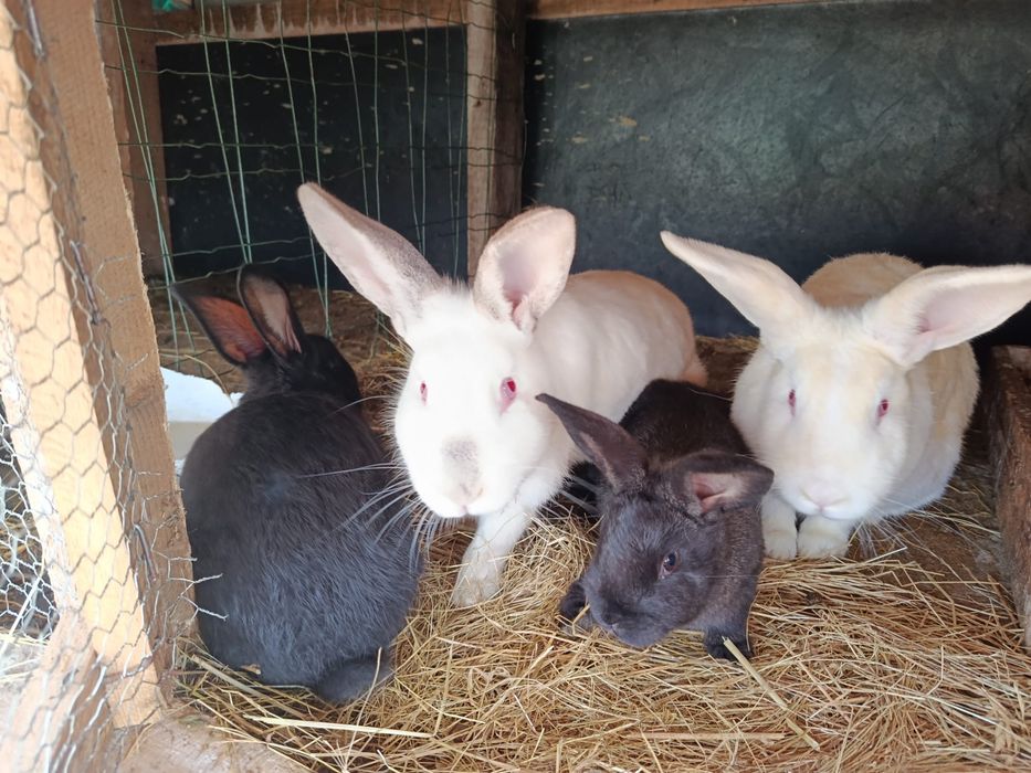 Продавам заици, мъжки и женски