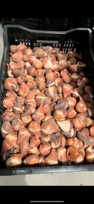 лукавицы тюльпана