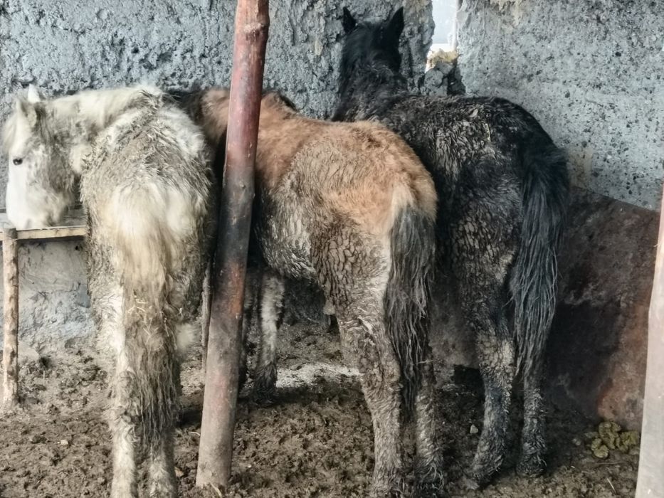 Продам жеребят 270