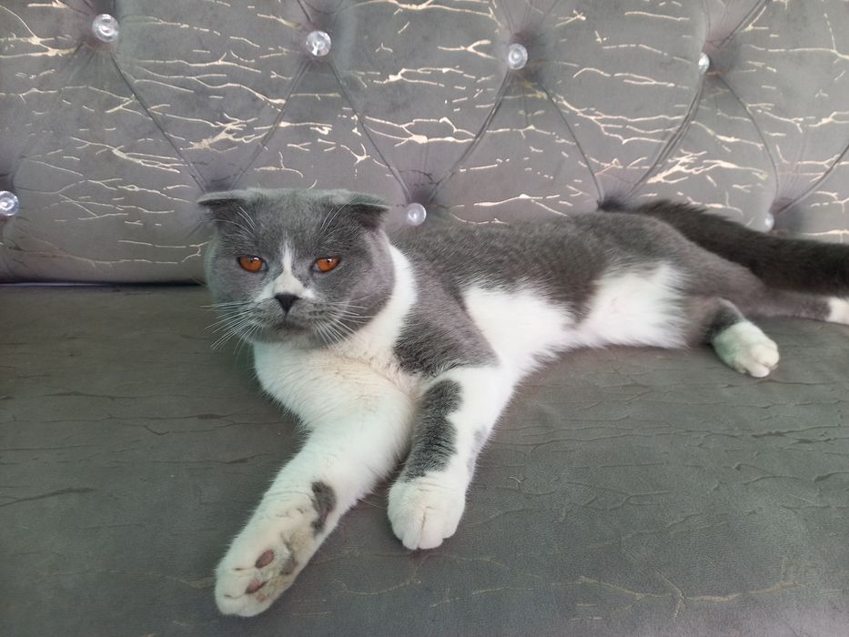 Кот малчик 7 месец умный