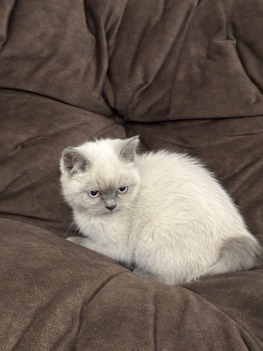 скотиш страйт 4 ойли тоза кон