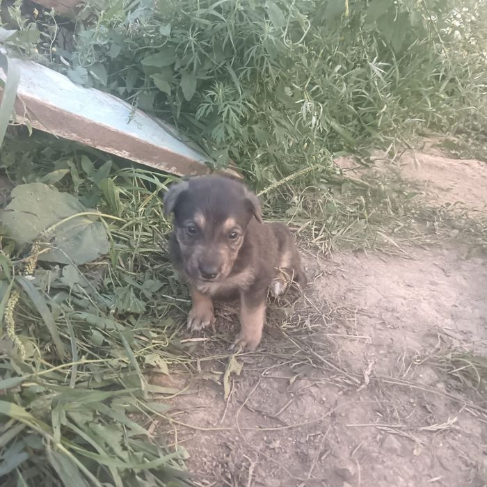 Отдам бесплатно щенят