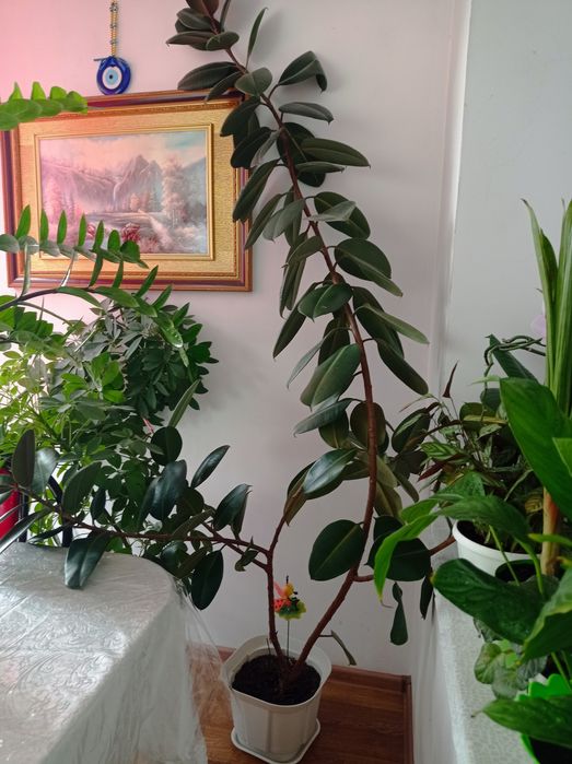 СРОЧНО ПРОДАМ дерево фикус 20000