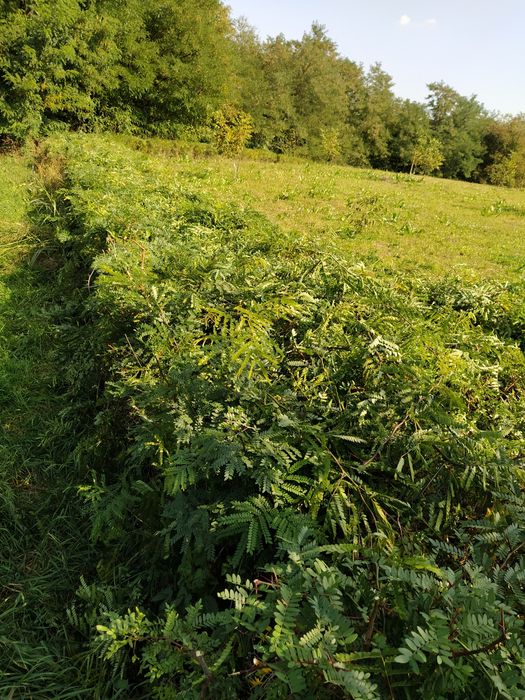 Gladiță (roscove), puieți  anul 1, pentru gard viu