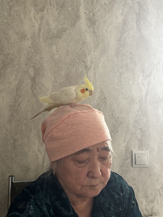 папугай ласковая любомица