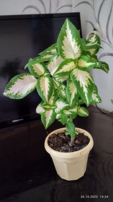 Колеусы  на продажу