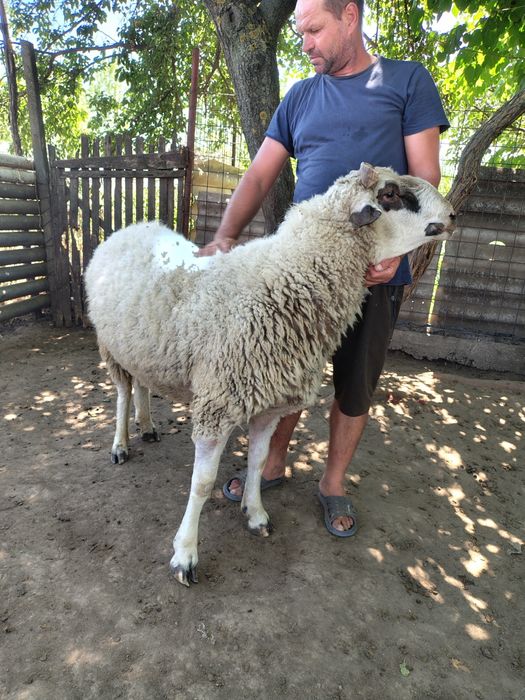 Oi de carne  vânzare