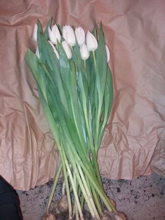 Голландские тюльпаны