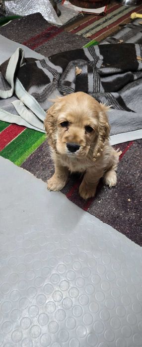 Американски кокери