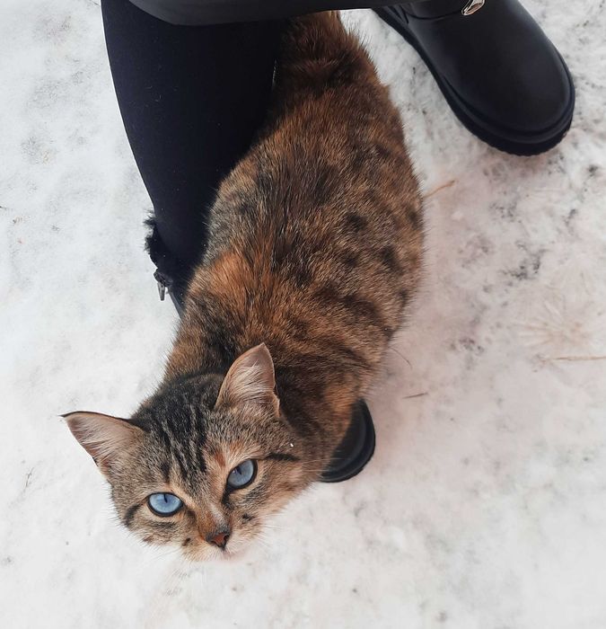 Голубоглазая красавица