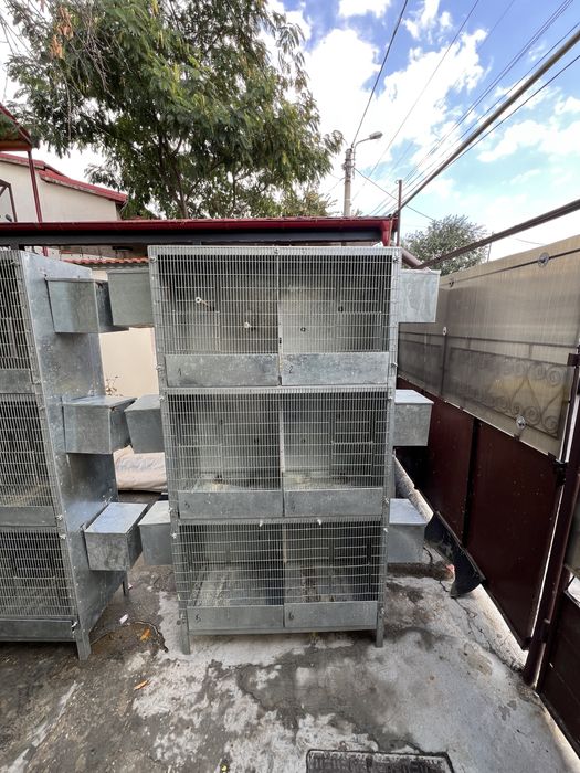 Vand colivii papagali boxe reproducere