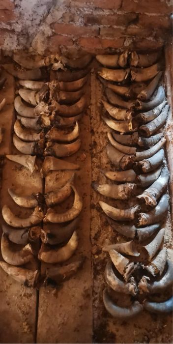 Кукерски маски и рога