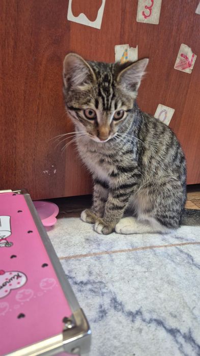 Отдадим котёнка,в хорошие руки