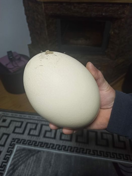 Ouă de STRUȚ pentru incondeiat sau consum