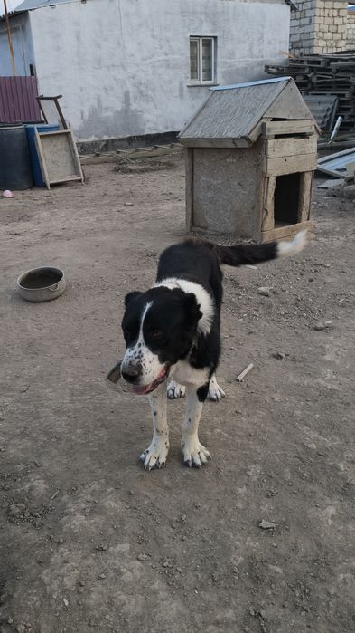 Алабай бір жаста