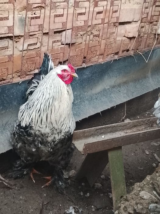 Vând cocoș brahma