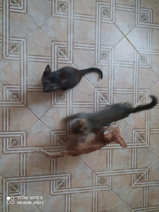 Срочна мысык берем