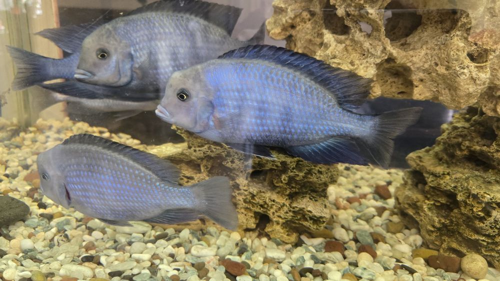 Голубой дельфин.