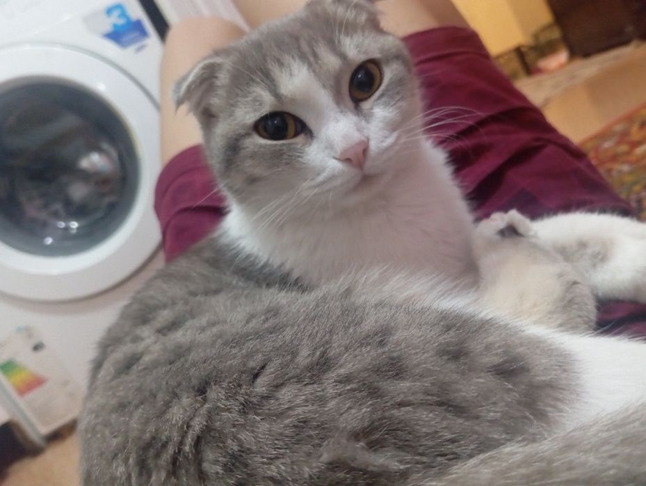 Кошки.Мысык ақлды