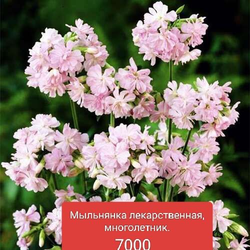 Саженцы садовых цветов и лекарственных трав.