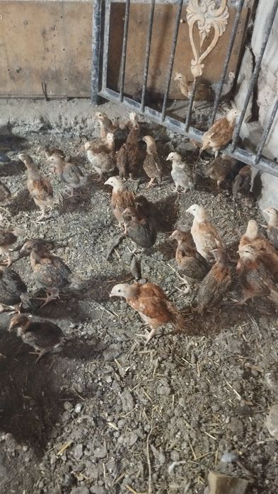 Продаются цыплята породы Хан Хяп