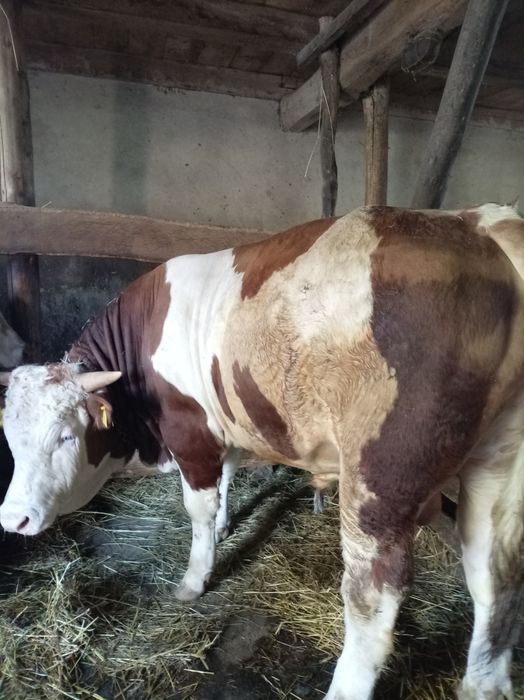 Vând Taur de 1 an și 2 luni