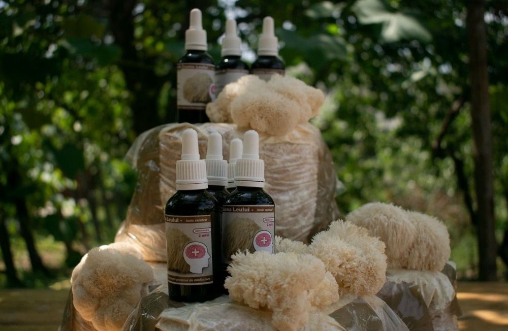 Tinctura coama leului, ganoderma, coada curcanului