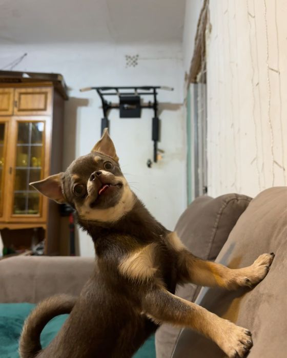 Ищем девочку чихуахуа для вязки