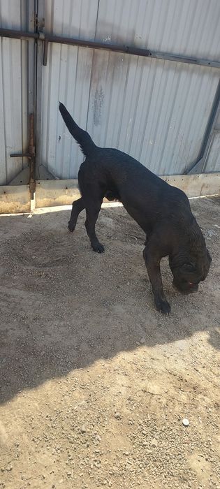 Итальянского Кане Корсо 6 мес мальчик