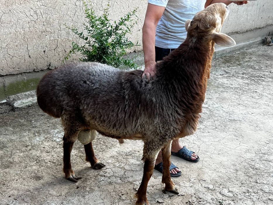 Акака  ва бошка маросимлар кучун куелар