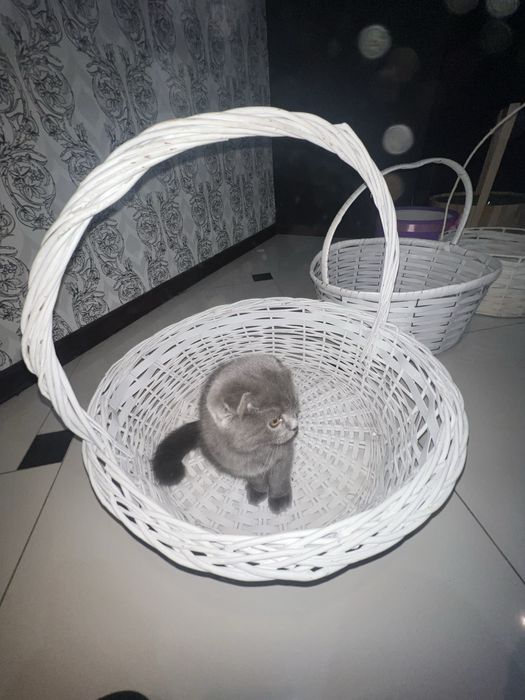 Шотландский котёнок серого окраса (очень красивый)