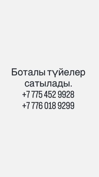 Боталы түйелер сатылады