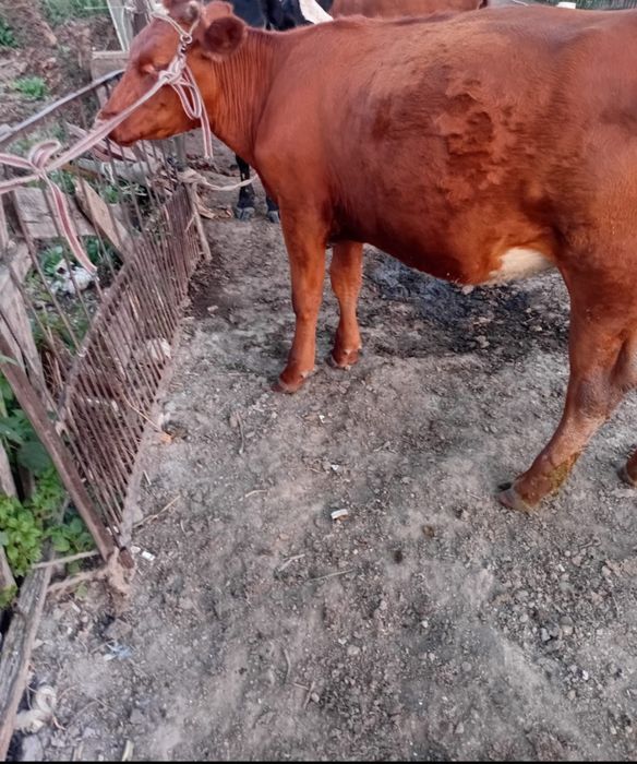 Продам продам продам