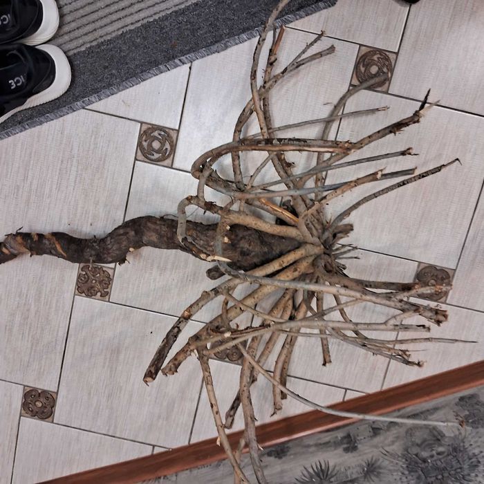 Коряга в аквариум